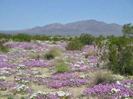 22-Flowering-desert